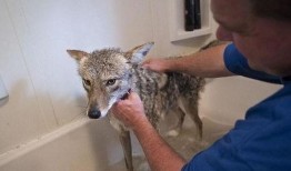 狼3在线观看,在线观影之旅，揭秘暗黑森林的终极对决